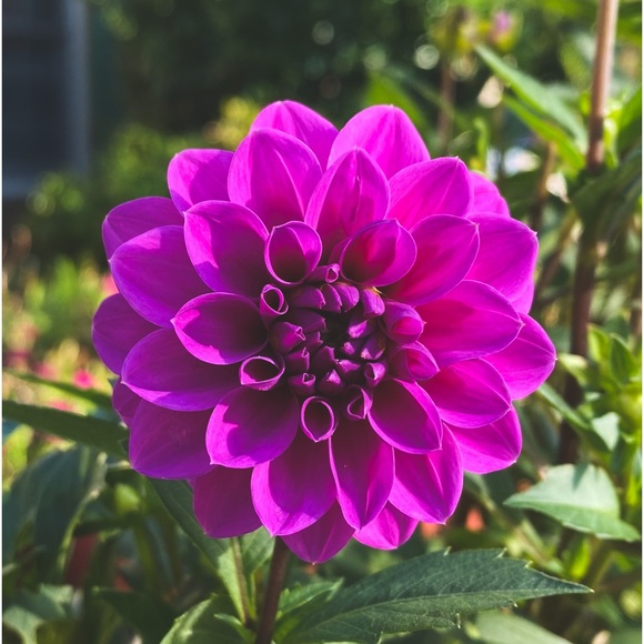 Meet your Posher, Brittnye - Picture 1 of 1